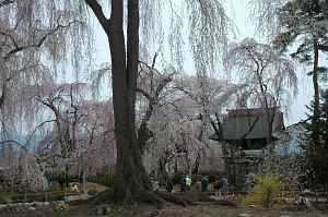 波田町　安養寺　サクラ4/22-6