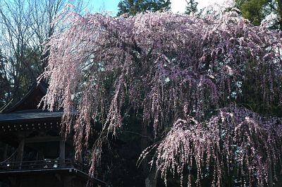 波田町　盛泉寺　サクラ