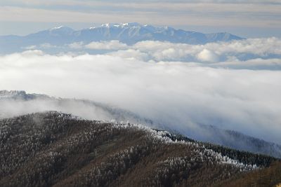 鉢伏山7合目より　カラマツの霧氷と後方は中央アルプス12/11