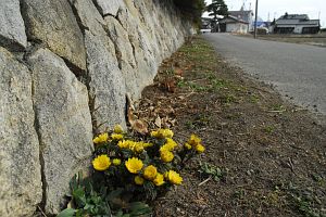 安曇野市堀金　南原の旧家　フクジュソウ2/13-2