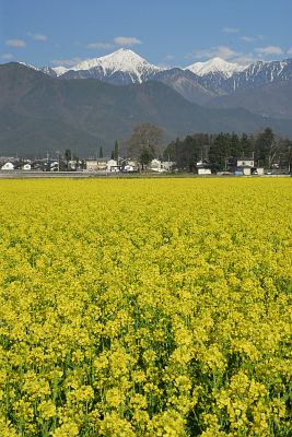 ナノハナと常念岳