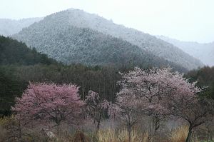 安曇野市　堀金三田　サクラと新雪の山4/21-1