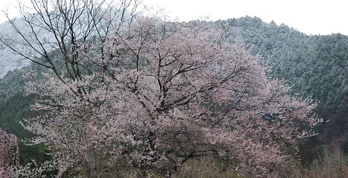 安曇野市　堀金三田　　サクラと新雪の山4/21-2