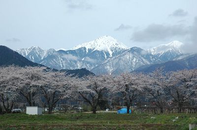 安曇野市堀金　新堀堰　サクラと北アルプス4/22-1