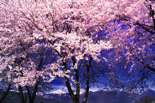 安曇野市堀金扇町　新堀堰の桜-1