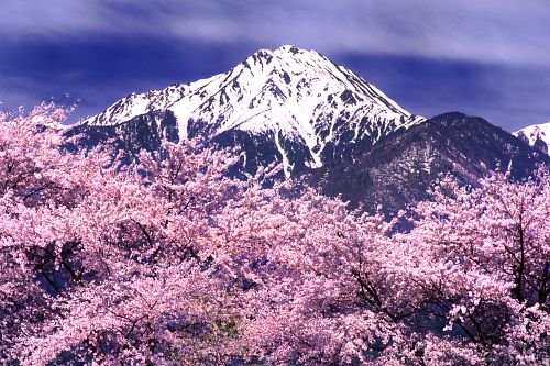 安曇野市堀金扇町　新堀堰の桜-2