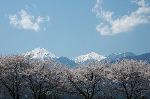 安曇野市堀金扇町新堀堰　サクラ4/28