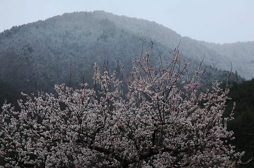 安曇野市　堀金三田　ウメと新雪の山