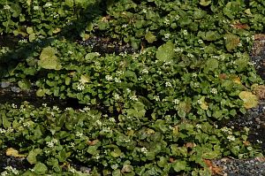 ワサビの花　安曇野市穂高　大王わさび農場