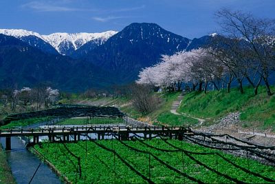 安曇野市穂高　穂高川沿い　早春賦公園・ソメイヨシノ