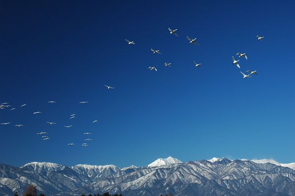 ハクチョウ　安曇野市穂高　狐島06　2/13