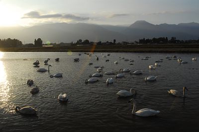 安曇野市穂高　狐島　白鳥10/30