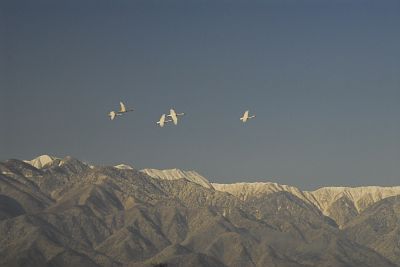 安曇野市穂高　狐島　白鳥と北アルプス12/19-1