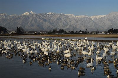 安曇野市穂高　狐島　白鳥と北アルプス12/19-2