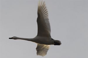 安曇野市穂高　狐島　白鳥12/19-4