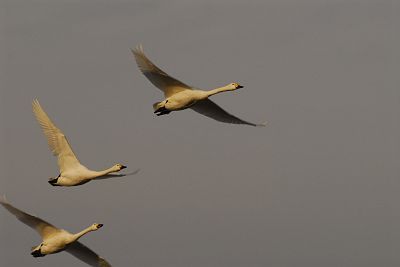 安曇野市穂高　狐島　白鳥12/19-5