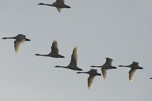 安曇野市穂高　狐島　白鳥12/25-3