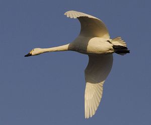 安曇野市穂高　狐島　ハクチョウ1/26-6