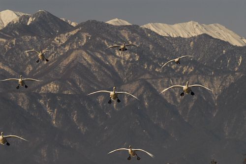 安曇野市穂高　狐島　ハクチョウ1/26-9