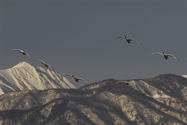 安曇野市穂高　狐島　ハクチョウ1/26-11