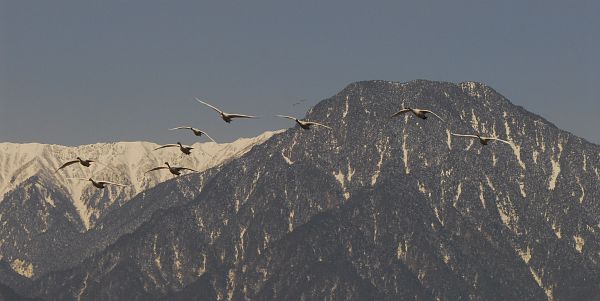 安曇野市穂高　狐島　ハクチョウ1/26-12