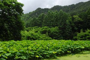 安曇野市有明　清原寺　ハスと後方は小岩嶽城跡の山7/20-2