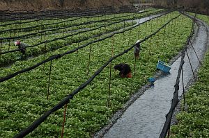 ワサビの花摘み　　安曇野市　　大王わさび農場3/29