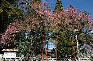 清秀桜2分咲き　愛宕稲荷神社