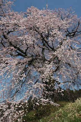 飯田市座光寺　旧麻績学校南　石塚桜002