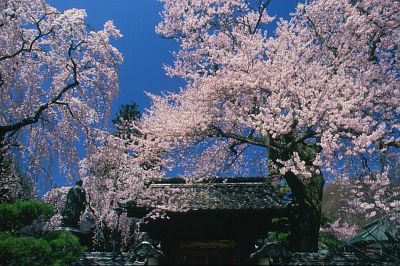 飯田市　経蔵寺　山門とサクラ