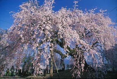 飯田市座光寺　旧麻績学校　シダレザクラ