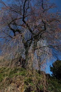 シダレザクラつぼみ　　山本久米寺跡