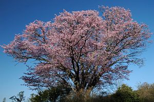 飯綱町　地蔵久保　オオヤマザクラ5