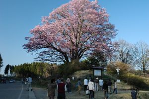 飯綱町　地蔵久保　オオヤマザクラ3