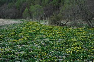 長野市飯綱高原　大谷地湿原　リュウキンカ5/8