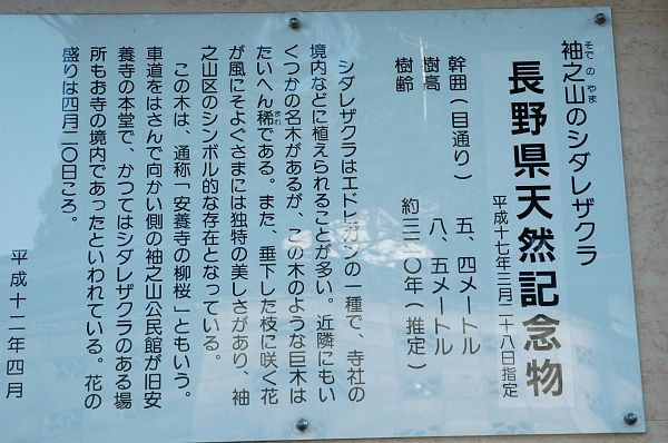 飯綱町　袖之山のシダレザクラ3