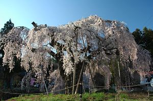 飯綱町　袖之山のシダレザクラ5/4-1