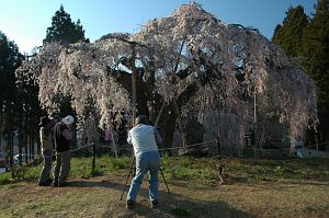 飯綱町　袖之山のシダレザクラ4