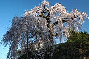 飯綱町　袖之山のシダレザクラ2