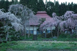 飯綱町大字高坂　曹源院のシダレザクラ