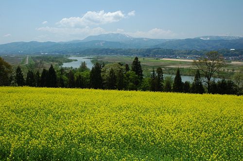 飯山市瑞穂　菜の花公園5/9-1