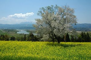 飯山市瑞穂　菜の花公園5/9-2