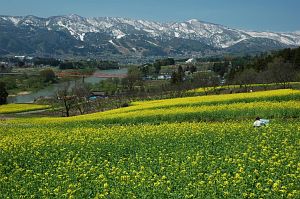 飯山市瑞穂　菜の花公園5/9-3