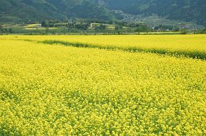 飯山市常盤　千曲川河川敷　ナノハナ5/15-2