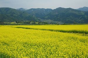 飯山市常盤　千曲川河川敷　ナノハナ5/15-1