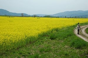 飯山市常盤　千曲川河川敷　ナノハナ5/15-4