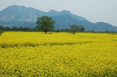 飯山市常盤　千曲川河川敷　ナノハナ5/15-3