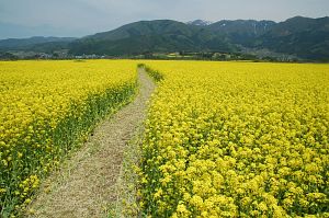 飯山市常盤　千曲川河川敷　ナノハナ5/15-7