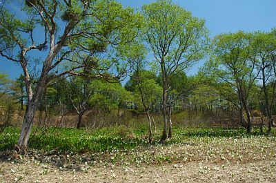 飯山市　大平集落　ミズバショウ5/15