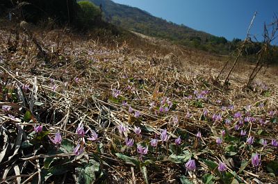 飯山市寿　信濃平　カタクリ5/9